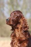 SETTER IRLANDAIS 427